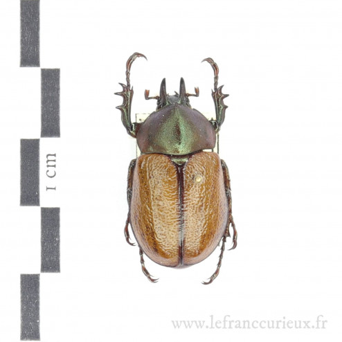 Agaocephala cornigera - mâle - 26/27mm
