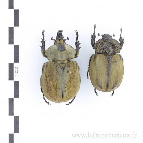 Lycomedes buckleyi - couple...