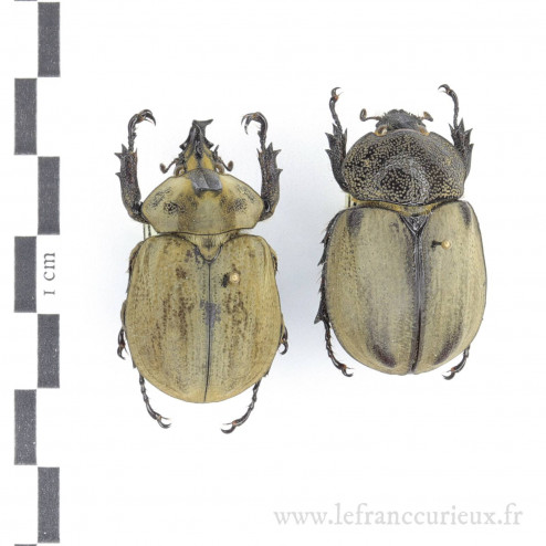 Lycomedes buckleyi - couple...