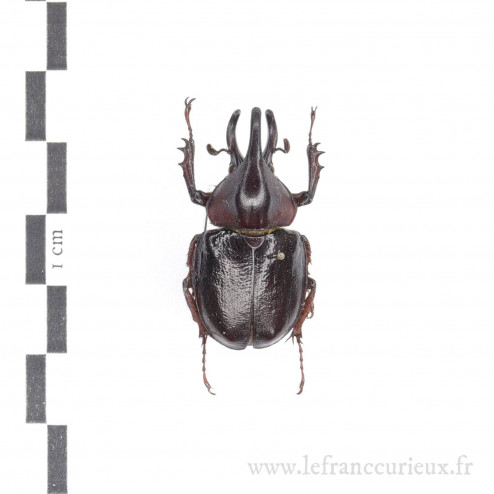 Aegopsis curvicornis - mâle - 32mm