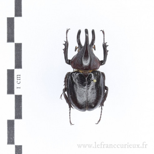Aegopsis curvicornis - mâle...