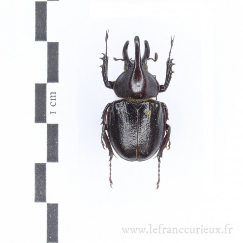 Aegopsis curvicornis - mâle - 30mm