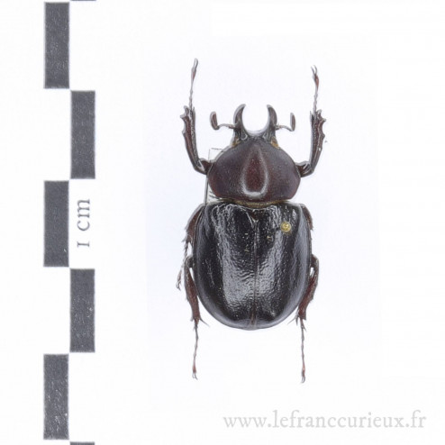 Aegopsis curvicornis - mâle - 24/25mm