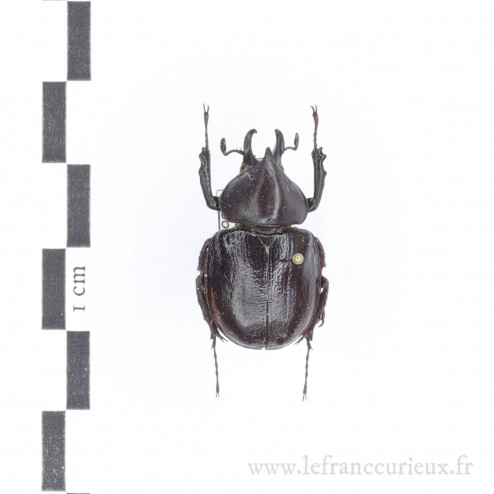 Aegopsis curvicornis - mâle - 23mm