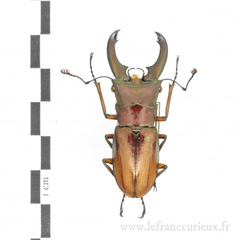 Cyclommatus elaphus - mâle...