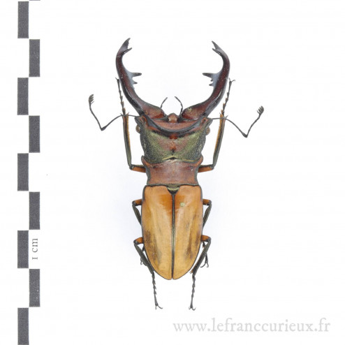 Cyclommatus alagari - mâle - 60/61mm