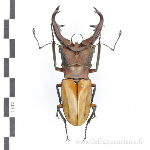 Cyclommatus alagari - mâle - 59mm