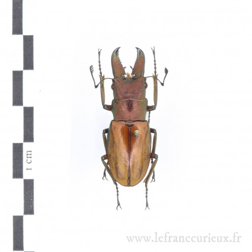 Cyclommatus magnificus - mâle - 37mm