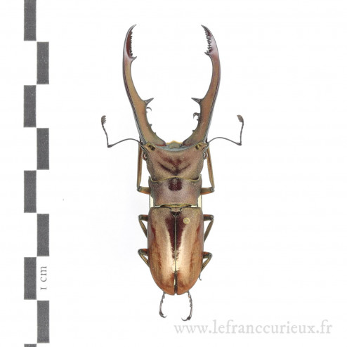 Cyclommatus montanellus - mâle - 59mm
