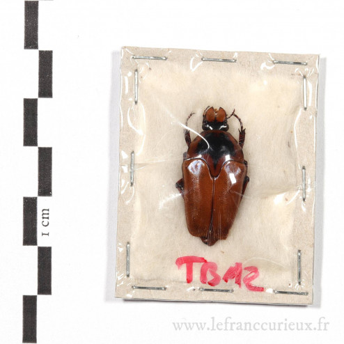 Lomaptera sordida - TBA2 - femelle