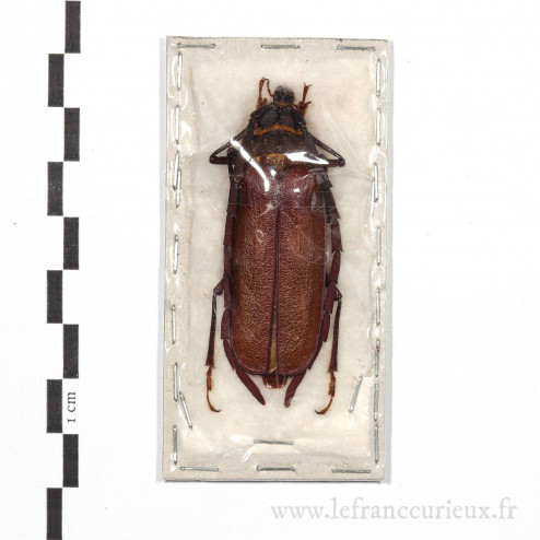 Derobrachus sulcicornis - mâle - 53mm
