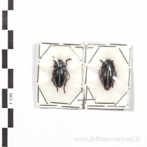 Dorcadion sulcipenne caucasicum - couple