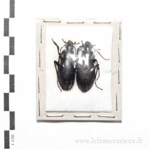 Carabus (Procrustes) coriaceus excavatus - couple