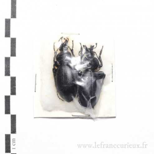 Carabus (Procrustes) coriaceus hopffgarteni - couple