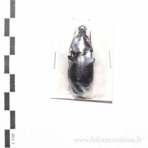 Carabus (Procrustes) coriaceus cerisyi - femelle
