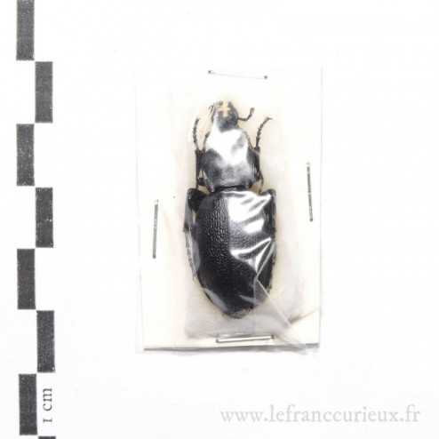 Carabus (Procrustes) coriaceus kindermanni - femelle