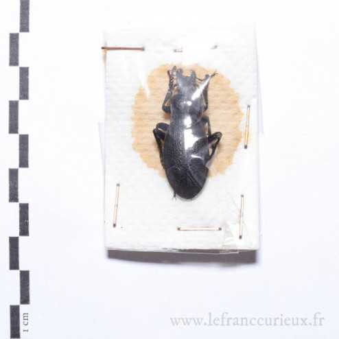 Carabus (Procrustes) coriaceus - mâle
