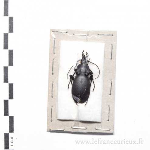 Carabus (Procrustes) coriaceus cerisyi - mâle
