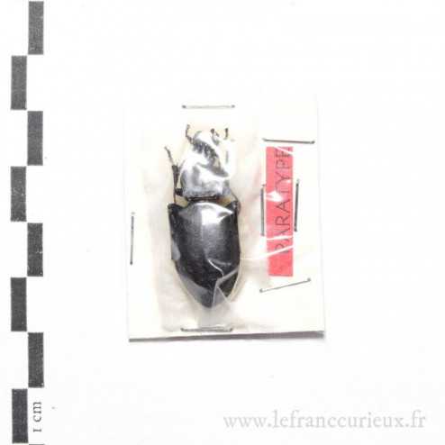 Carabus (Procrustes) coriaceus roeri - PARATYPE - femelle