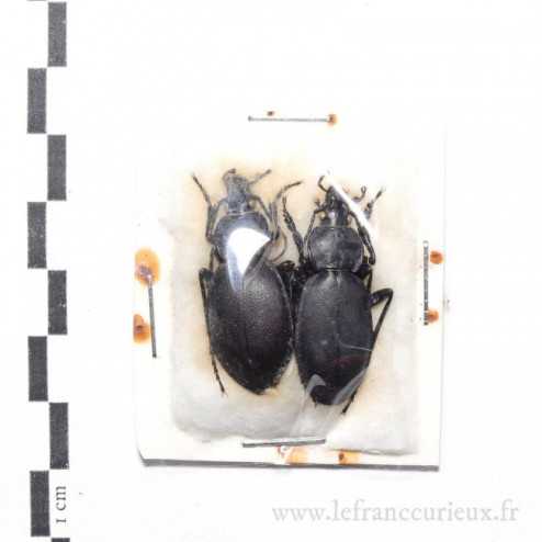 Carabus (Procrustes) coriaceus roeri - couple