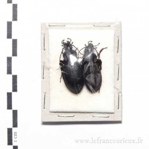 Carabus (Procrustes) coriaceus cerisyi - couple