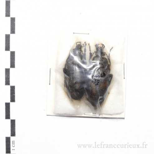 Carabus (Procrustes) talychensis luctuosior - couple
