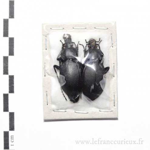 Carabus (Procrustes) coriaceus cerisyi vicinus - couple