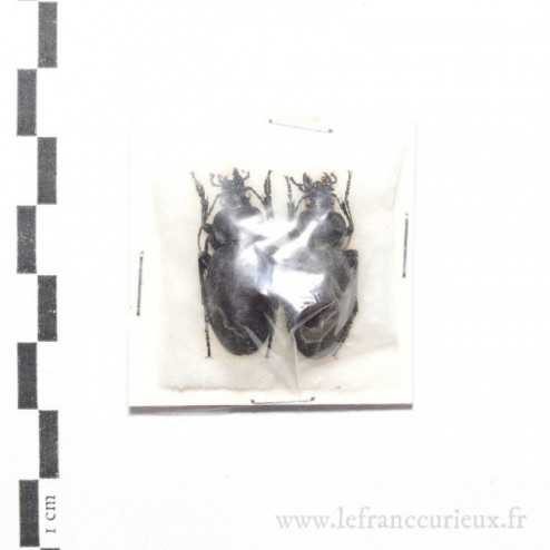 Carabus (Procrustes) clypeatus kurnakovi - couple