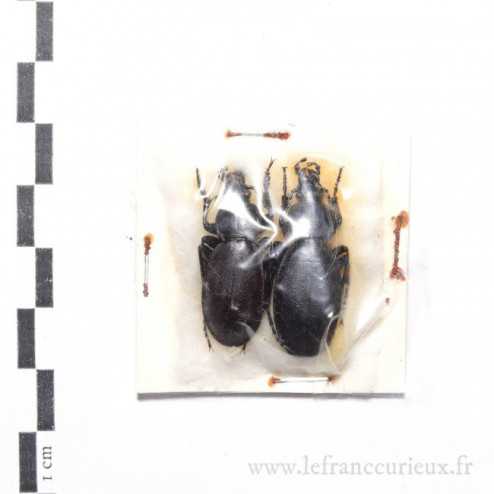 Carabus (Procrustes) coriaceus ressli - couple