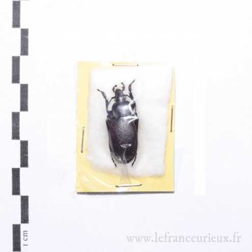 Carabus (Procrustes) coriaceus kindermanni - mâle
