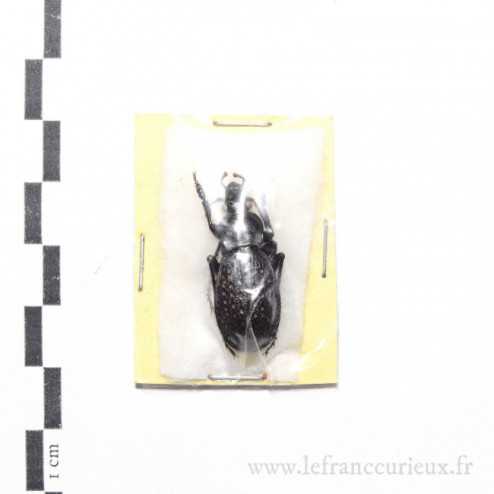 Carabus (Procrustes) chevrolati ilgazdagensis - mâle