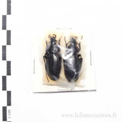 Carabus (Procrustes) mulsantianus antakyae - couple