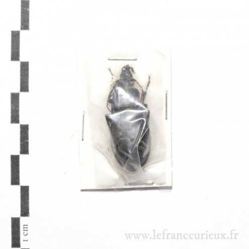 Carabus (Procrustes) talychensis - femelle
