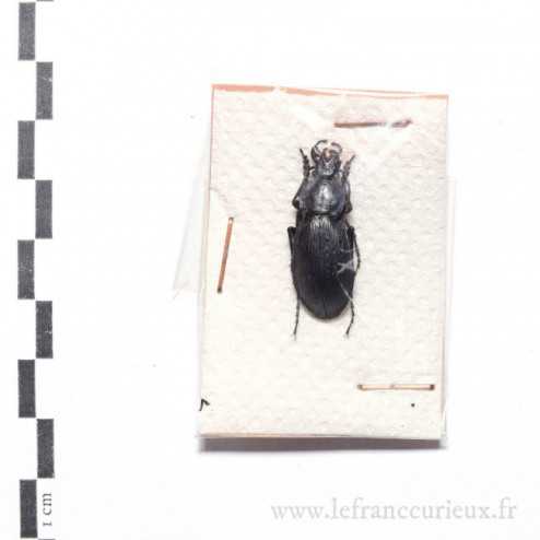 Carabus (Morphocarabus) monilis - mâle