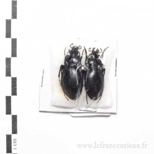 Carabus (Procrustes) anatolicus - couple
