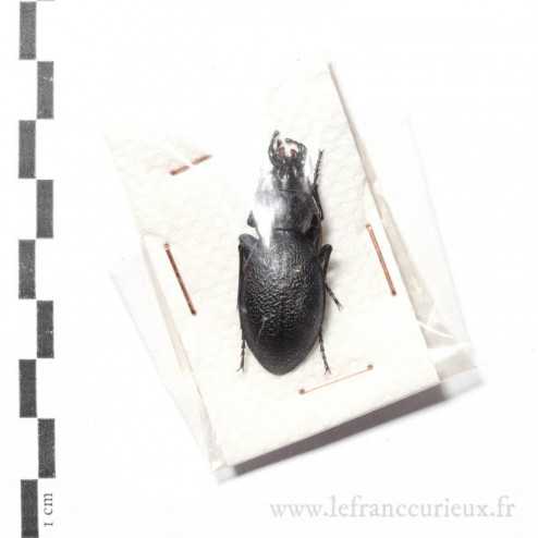 Carabus (Procrustes) coriaceus - femelle