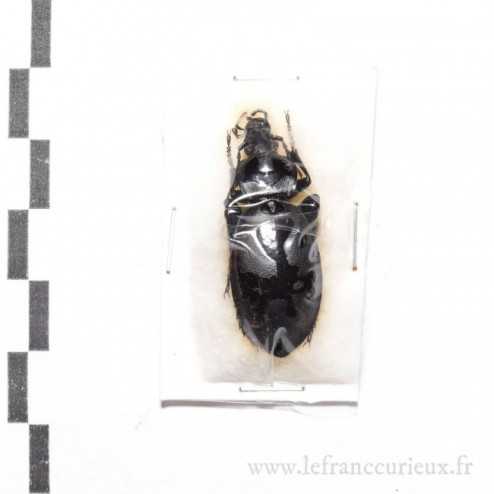 Carabus (Procrustes) coriaceus - femelle