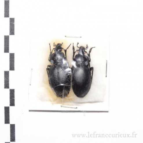 Carabus (Procrustes) anatolicus lycicus - couple