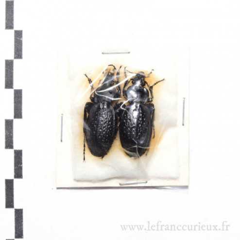 Carabus (Procrustes) chevrolati thierki - couple