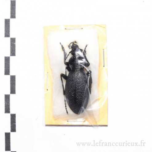 Carabus (Procrustes) coriaceus rugifer - mâle