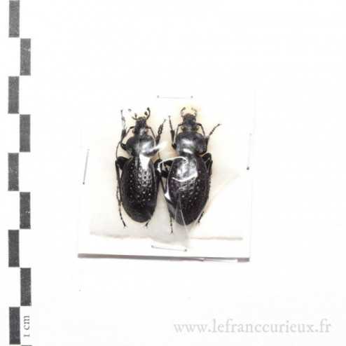 Carabus (Procrustes) chevrolati chevrolati - couple