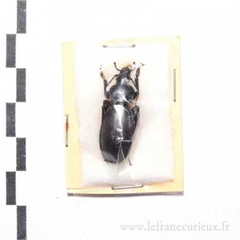 Carabus (Procrustes) punctatus - mâle