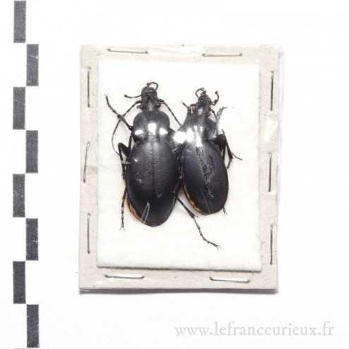 Carabus (Procrustes) coriaceus cerisyi - couple