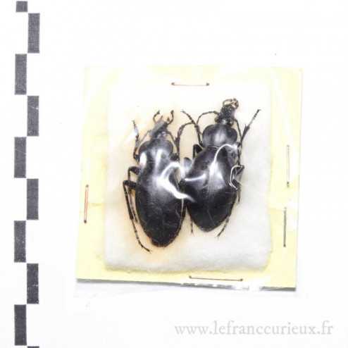 Carabus (Procrustes) anatolicus resslianus - couple