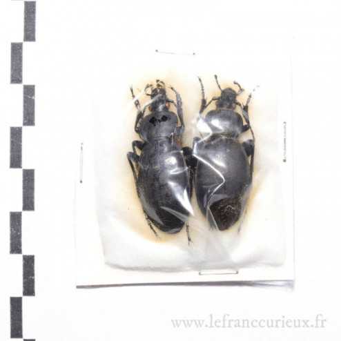 Carabus (Procrustes) coriaceus - couple