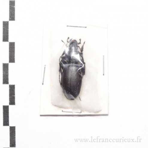Carabus (Procrustes) talychensis - mâle
