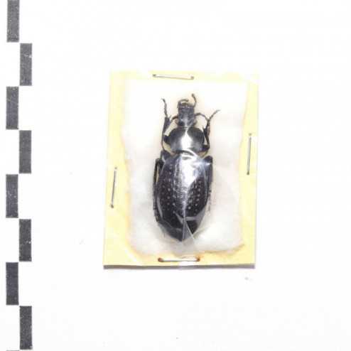 Carabus (Procrustes) chevrolati - femelle