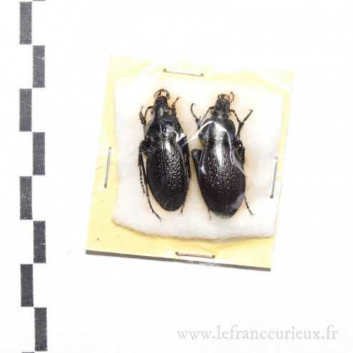 Carabus (Procrustes) chevrolati internatus - couple