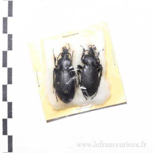 Carabus (Procrustes) coriaceus olympicola - couple