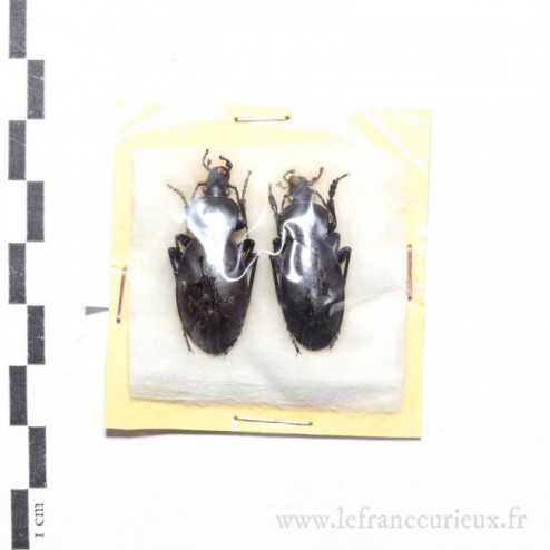 Carabus (Procrustes) coriaceus mopscucrenae - couple